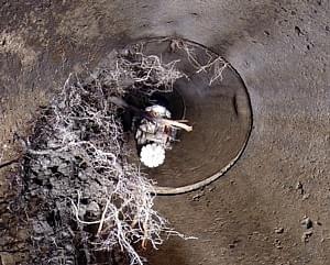 kořeny v kanalizaci