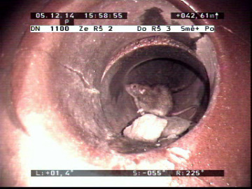 potkan v kanalizaci
